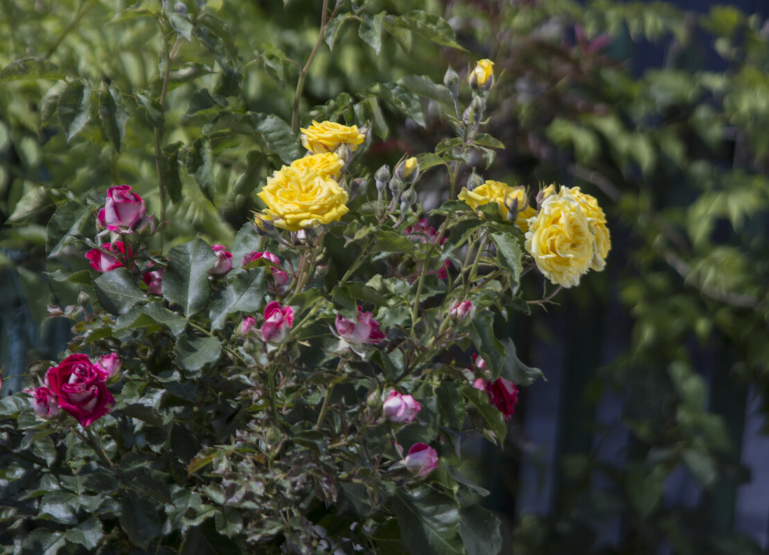 На одном кусту жёлтые и красные розы - Валентин Семчишин На одном кусту жёлтые и красные розы - Валентин Семчишин