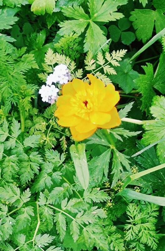 Горный цветочек - Георгиевич Горный цветочек - Георгиевич