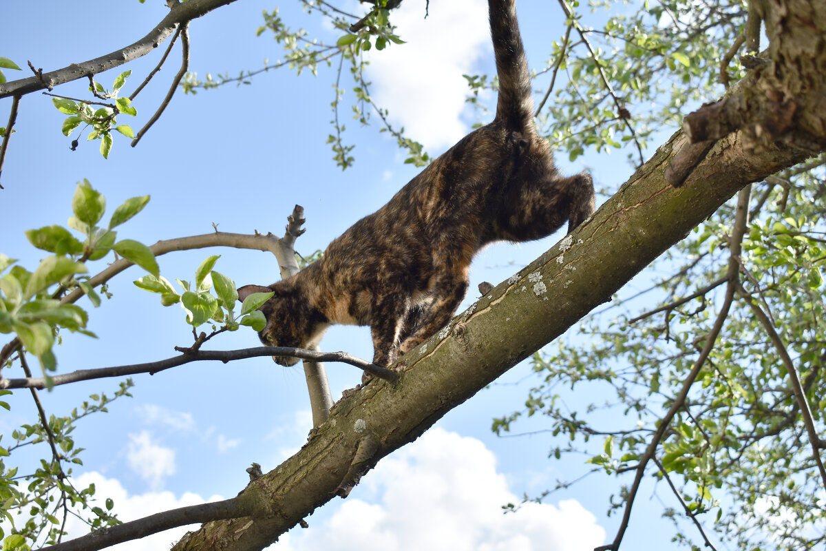 деревеннская  кошка сама забралась - сама и слезла - petyxov петухов