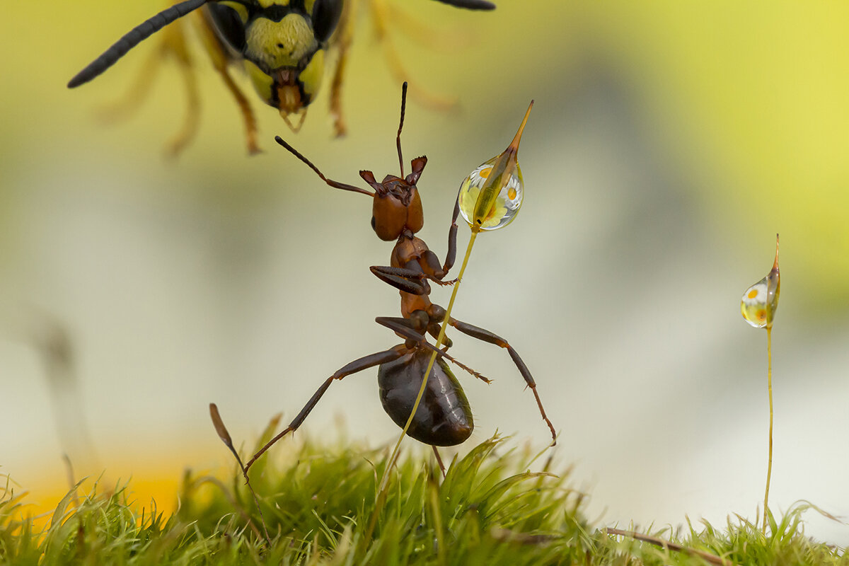 Сюрприз! - Ирина Коледова Сюрприз! - Ирина Коледова