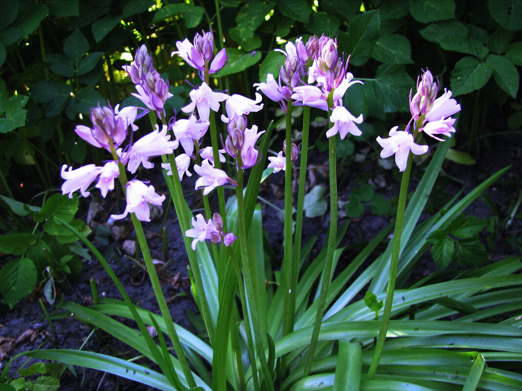 Букет в саду - Людмила Смородинская Букет в саду - Людмила Смородинская