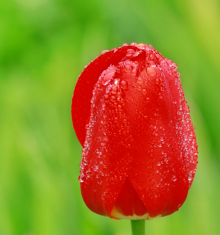 сразу после дождя ... - Andrey Bragin сразу после дождя ... - Andrey Bragin