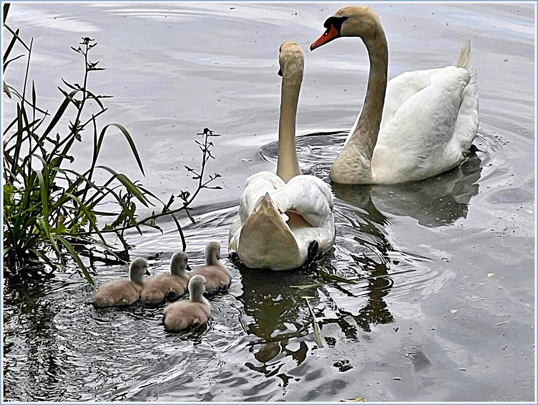Маленькая семья. - Валерия Комова Маленькая семья. - Валерия Комова