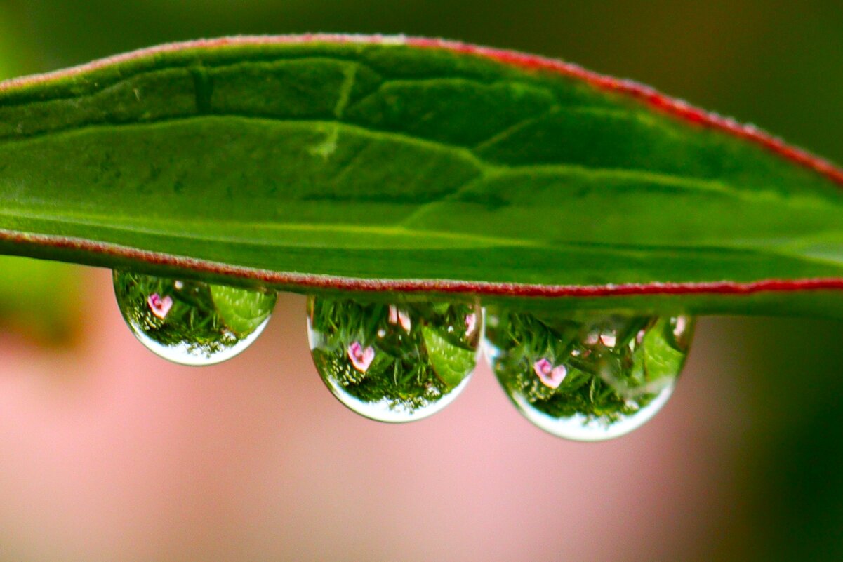 Капельки - Юрий. Шмаков