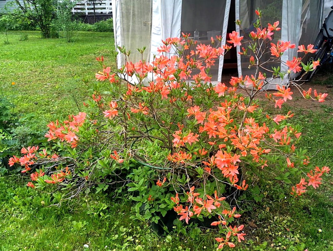 Рододендрон на нашем участке. - Ольга Довженко