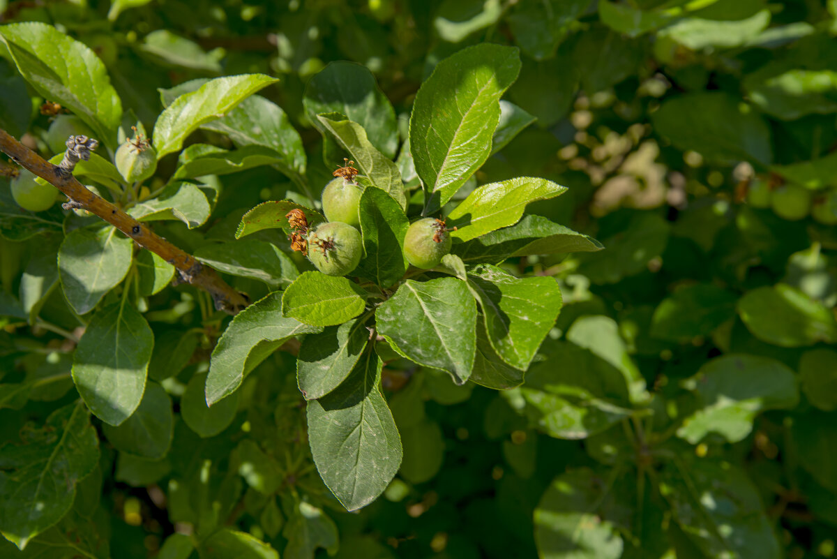Яблоки - Анатолий Чикчирный