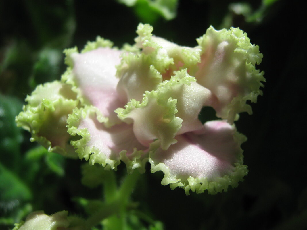 Фиалка - Елена Семигина