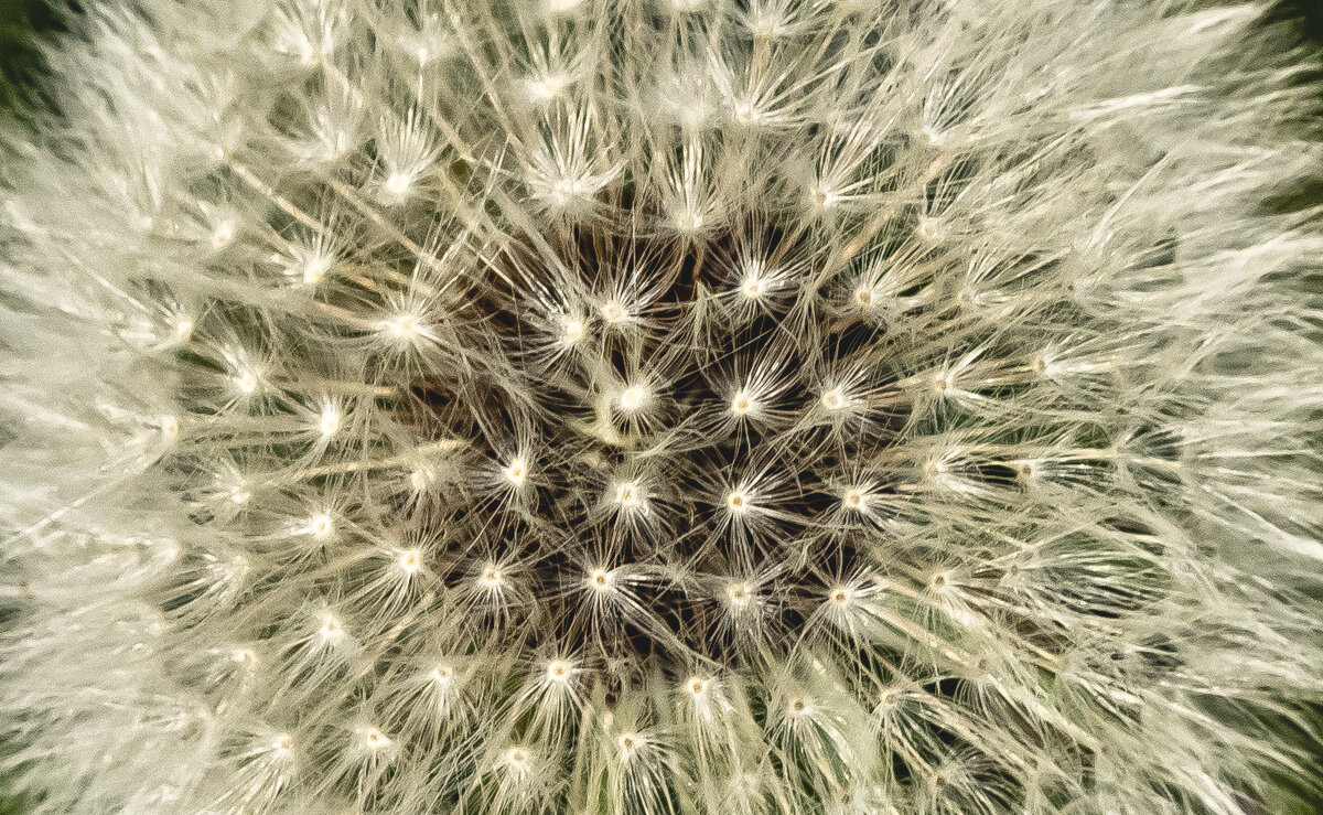 Звёздочки земные. - Петр Беляков Звёздочки земные. - Петр Беляков