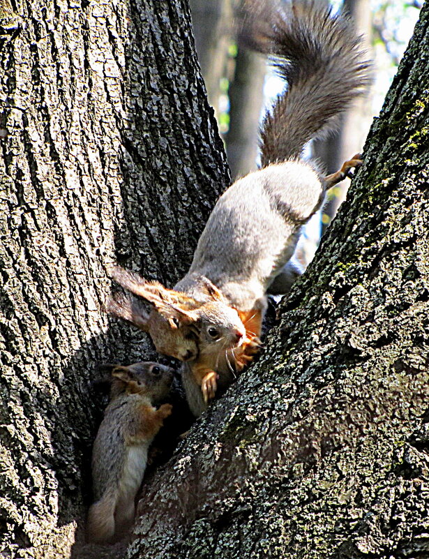 Беличьи игры - ИРЭН@ . Беличьи игры - ИРЭН@ .