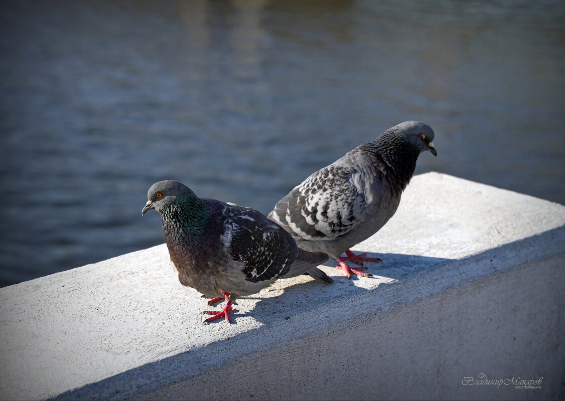 "Размолвка. На заливе"© - Владимир Макаров