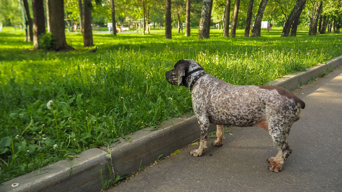 Мечтатель - юрий поляков