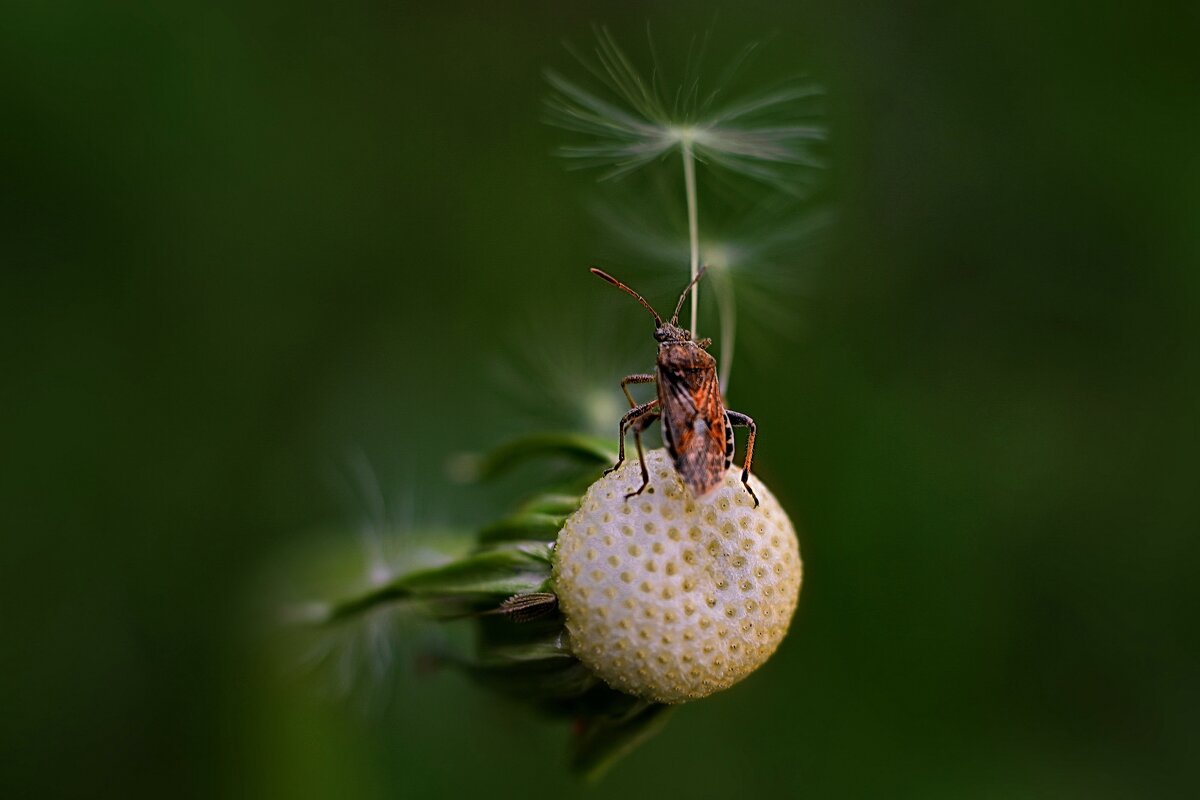 Путешествие на одуванчике. - Татьяна Бравая