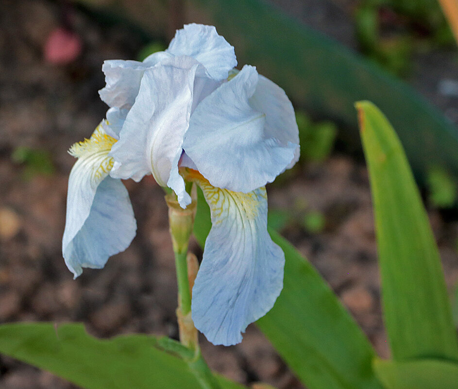 Вот и ирисы... - Светлана 