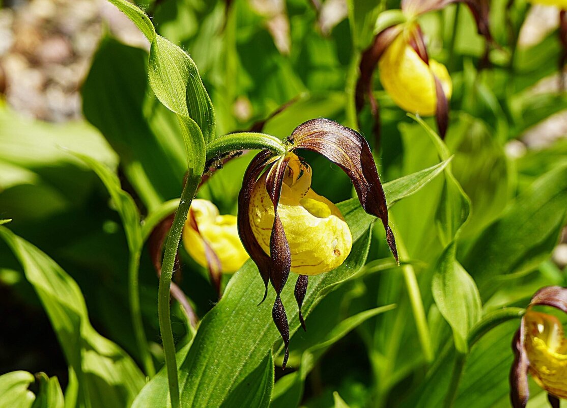 Венерин башмачок - Татьяна Тюменка