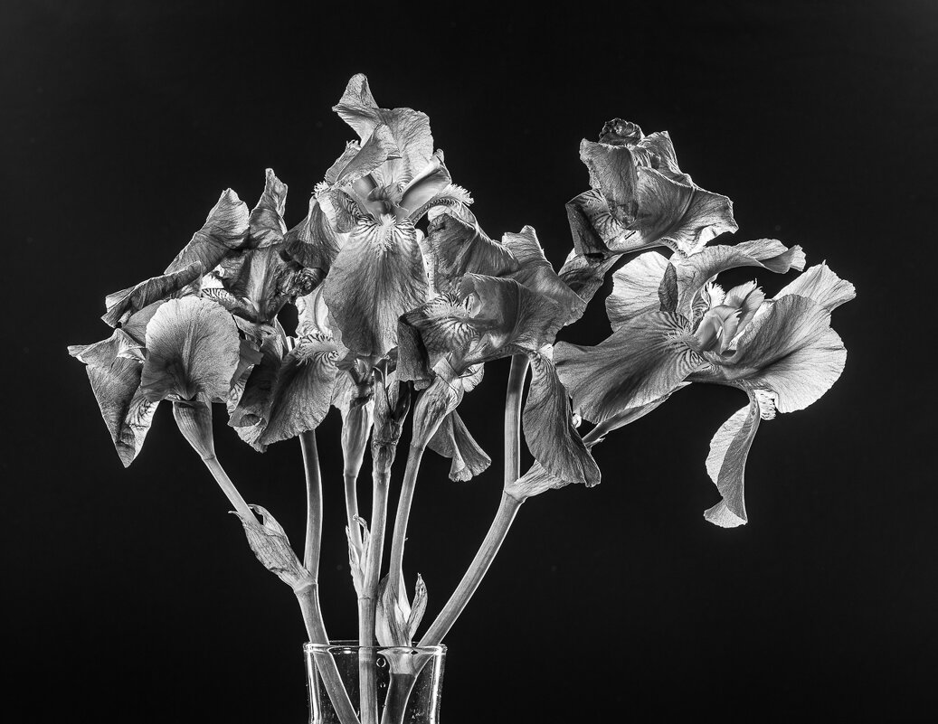 Ирисы - Александр Бродский