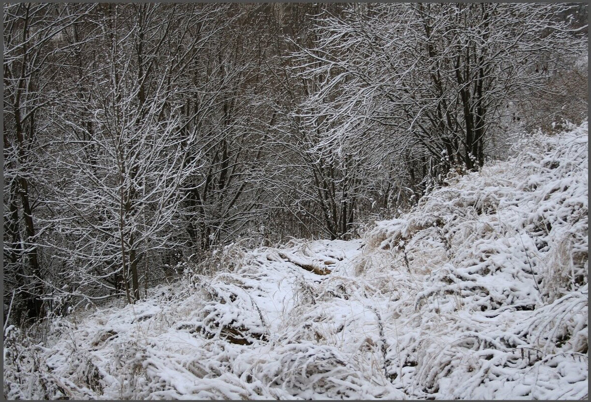 Монохром - Елена 