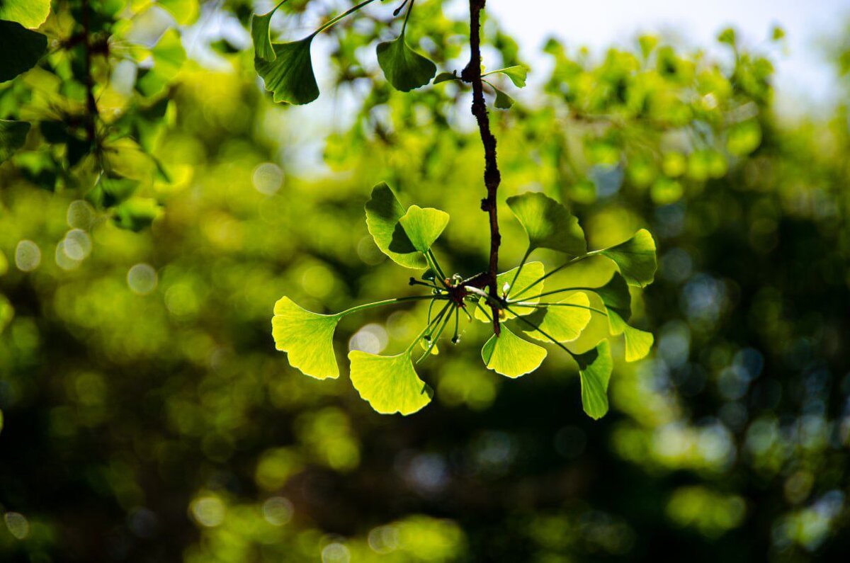Гинкго двулопастный - Анастасия Попова