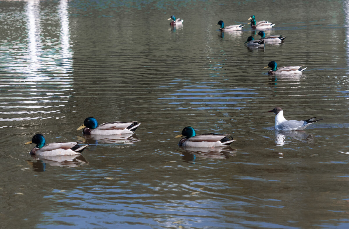 В чужой стае - Игорь Николаев