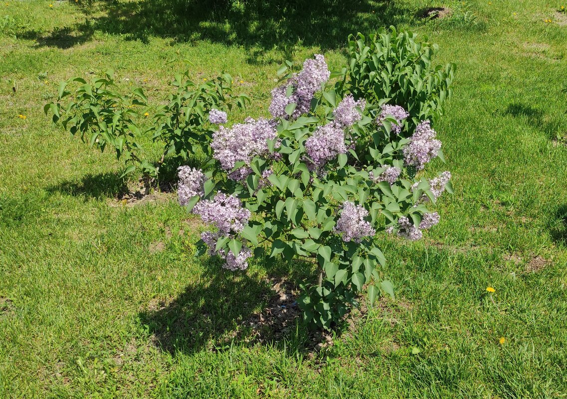 Маленький, но удаленький - Игорь Ч. Маленький, но удаленький - Игорь Ч.