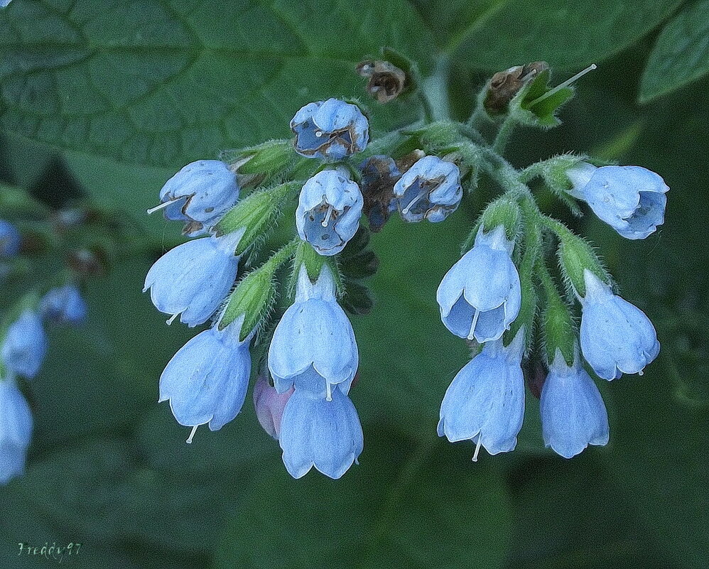 Окопник - Freddy 97 Окопник - Freddy 97