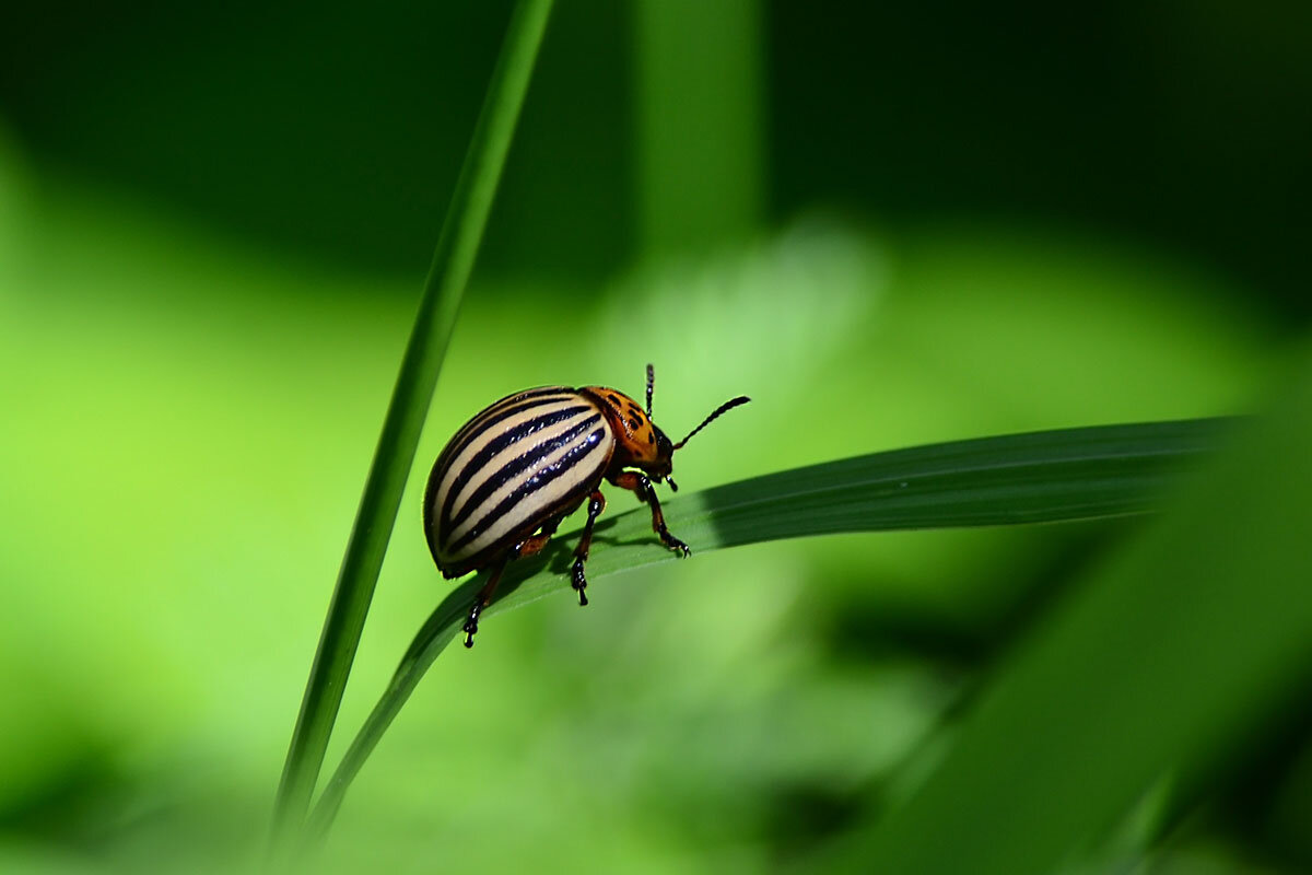 Колорадский  жук - Геннадий Супрун