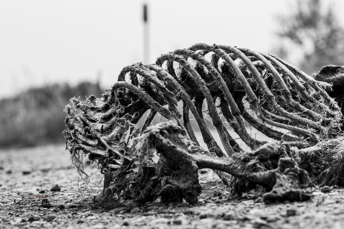 Жизнь бренна - Сергей Флетчер Жизнь бренна - Сергей Флетчер