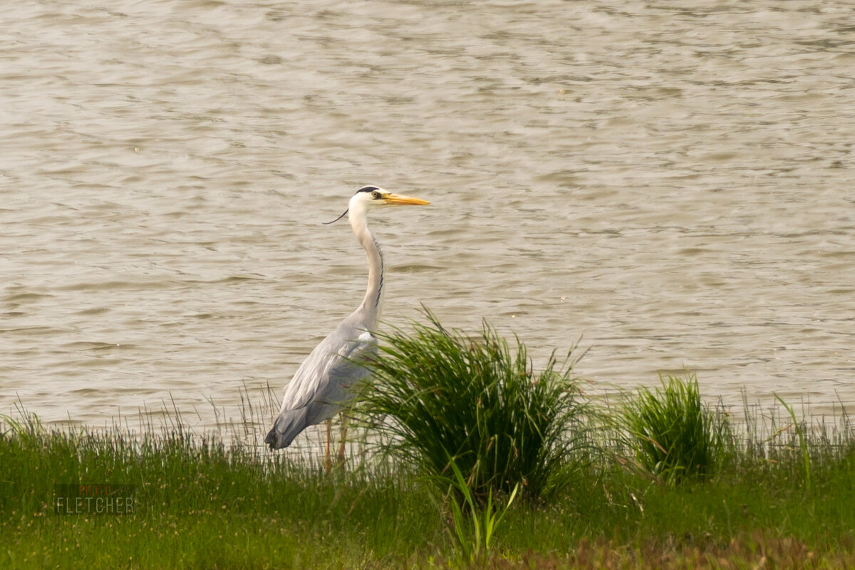 Цапля - Сергей Флетчер Цапля - Сергей Флетчер