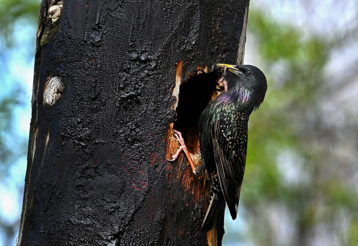 Доставка обеда - Виктория Шажко 