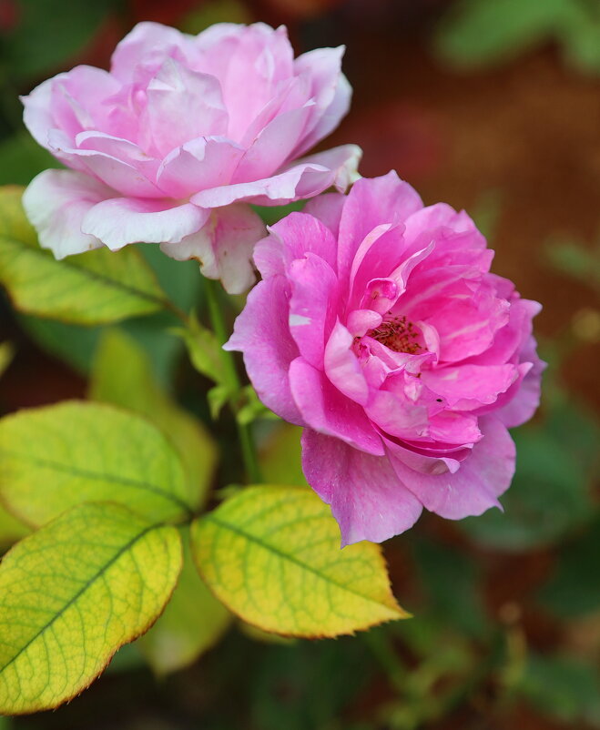 Розовые розы. - Оля Богданович