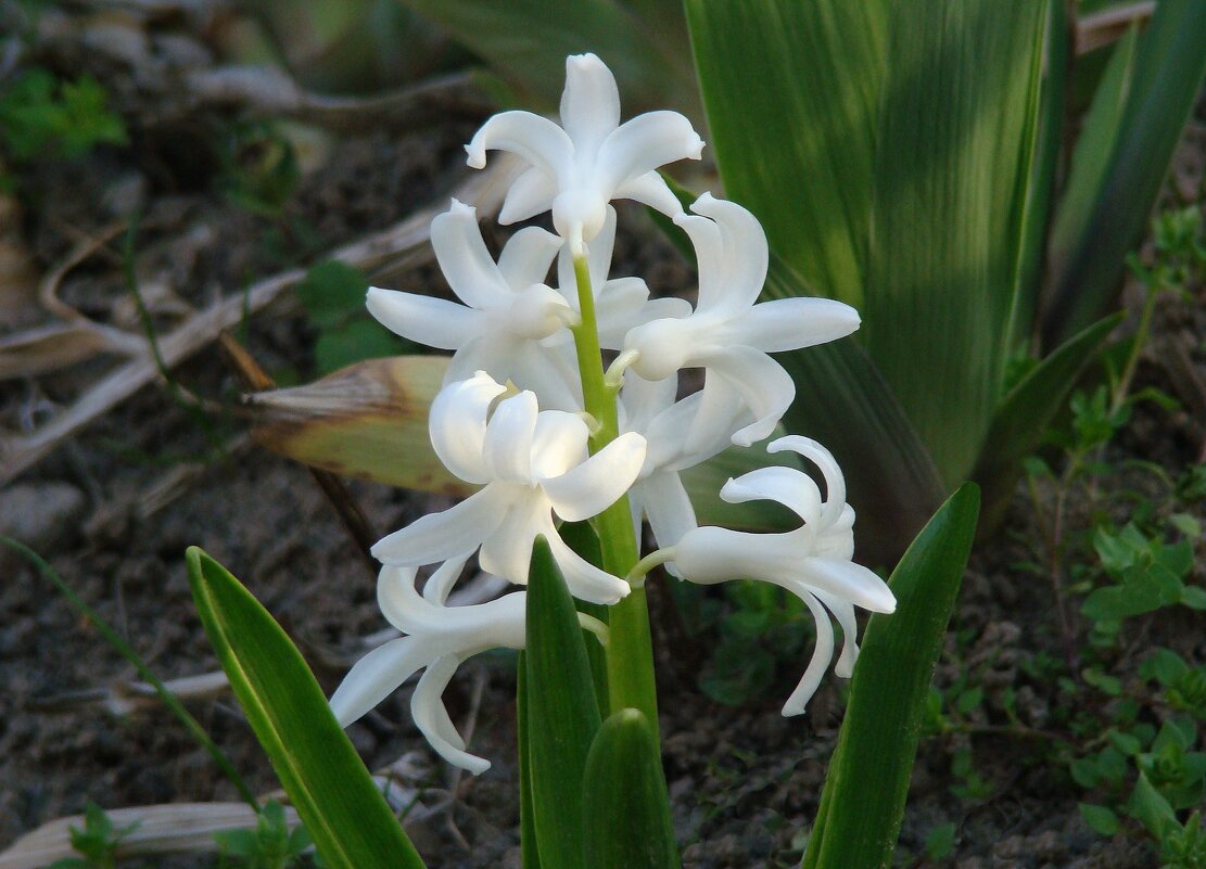 Вспоминая апрель... - Syntaxist (Светлана)