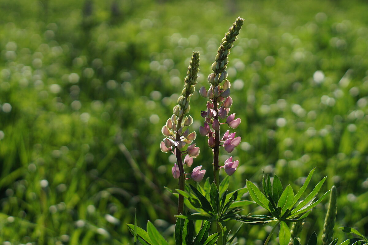Сезон люпинов - Ninell Nikitina Сезон люпинов - Ninell Nikitina