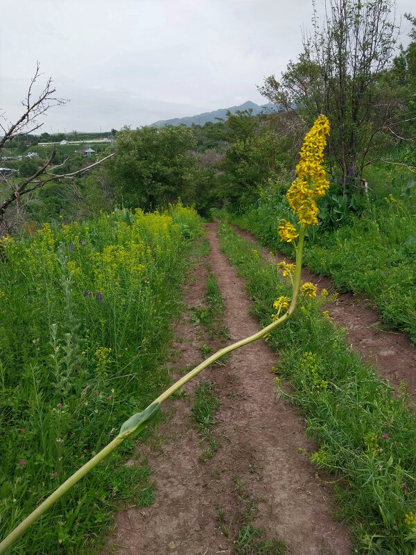 Talgar. - Murat Bukaev 