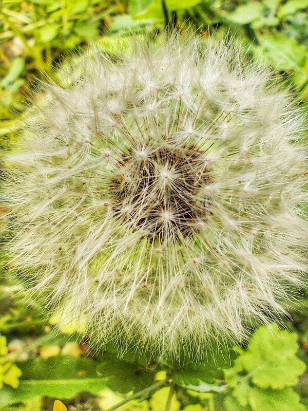 ***** - Алексей Архипов