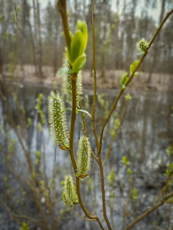 Трогательные моменты весны. - Лилия *