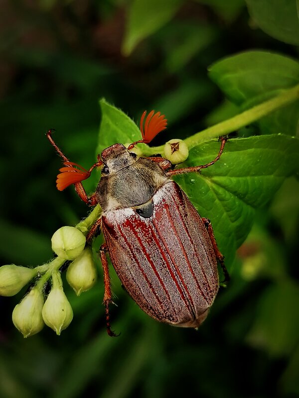 *** - Зоя Мишина