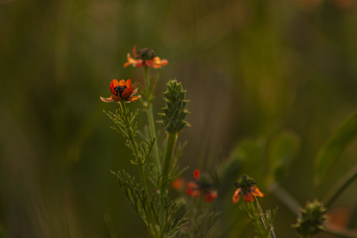 *** - Яна Горбунова
