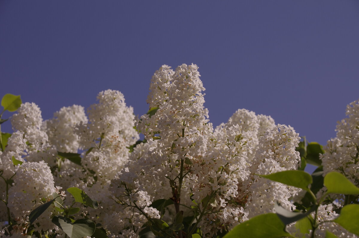 Белая сирень - Сергей Швечков