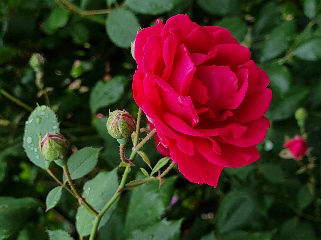 Роза - Валерий Ткаченко