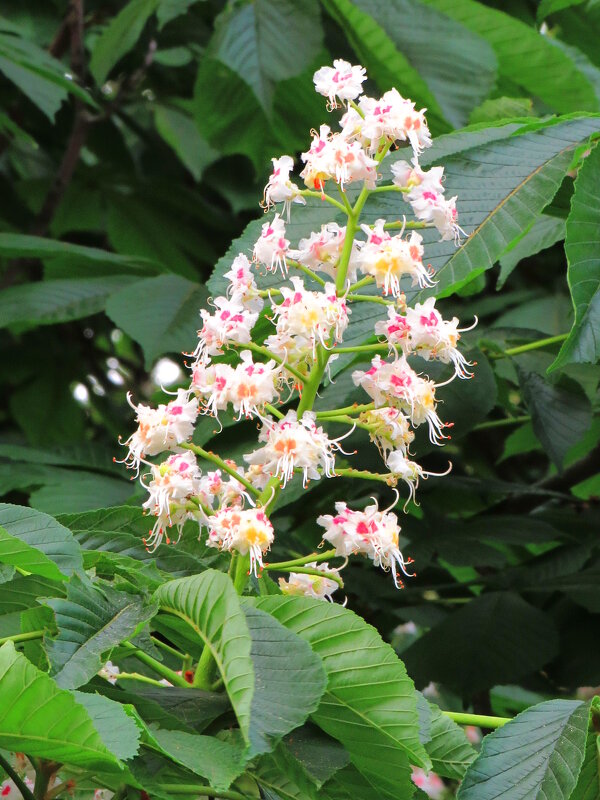 Цветение каштана - Андрей Снегерёв