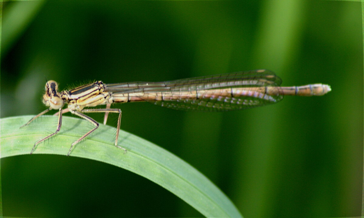 Плосконожка обыкновенная (лат.Platycnemis pennipes) - Сергей Владимирович Егоров