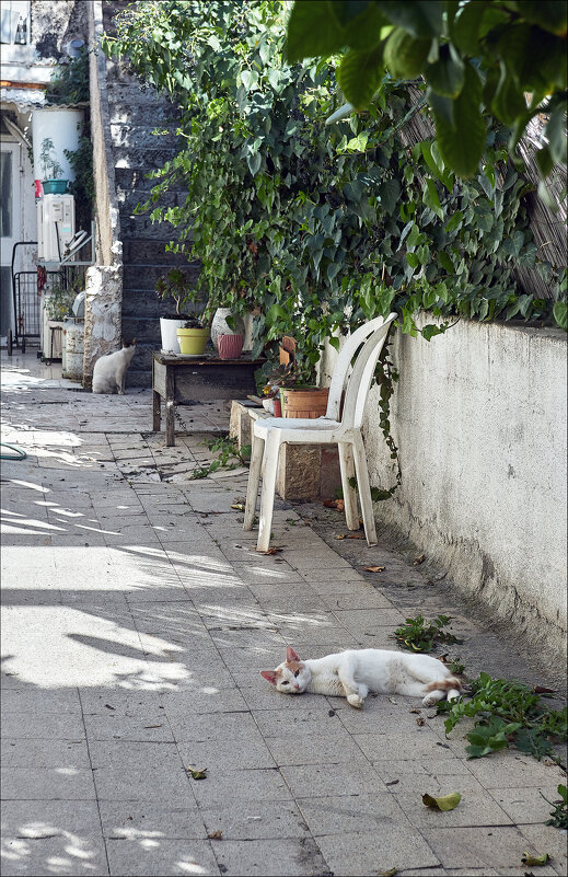 Сиеста - Валерий Готлиб