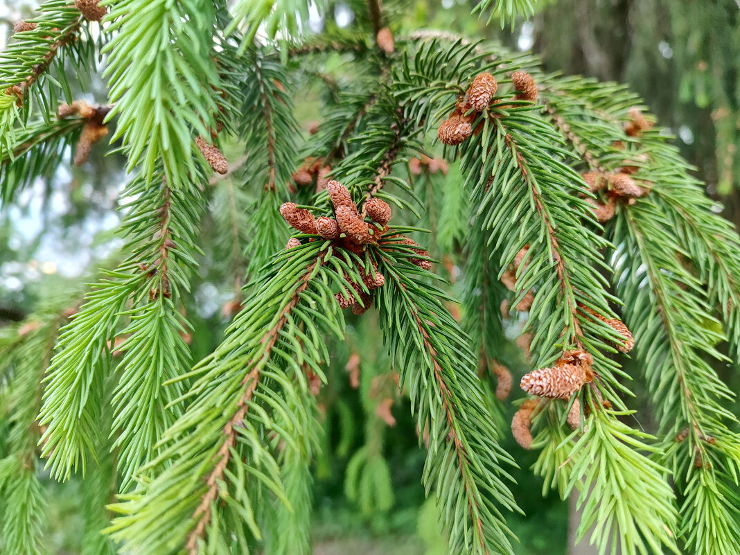 Ель (Pícea) - Денис Бочкарёв