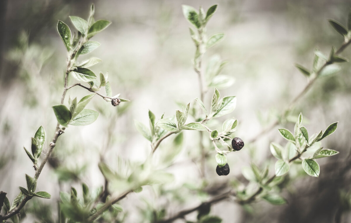 *** - Iulia Efremova