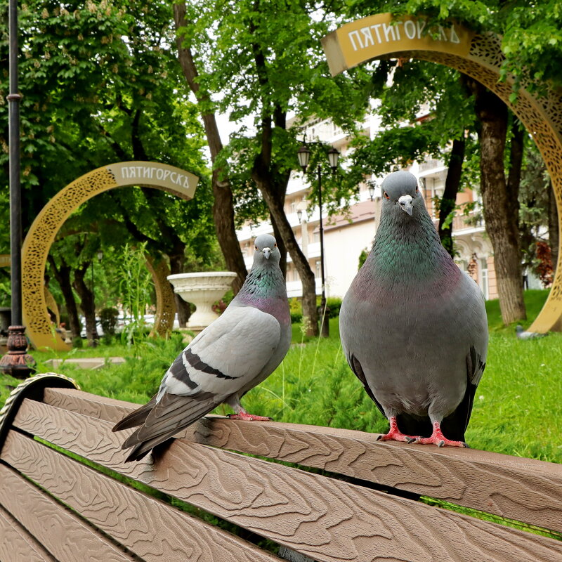 любопытные - Игорь Kуленко