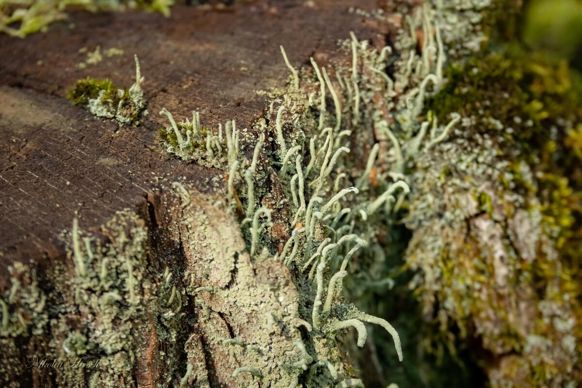 Про кладонию... - Николай Гирш Про кладонию... - Николай Гирш
