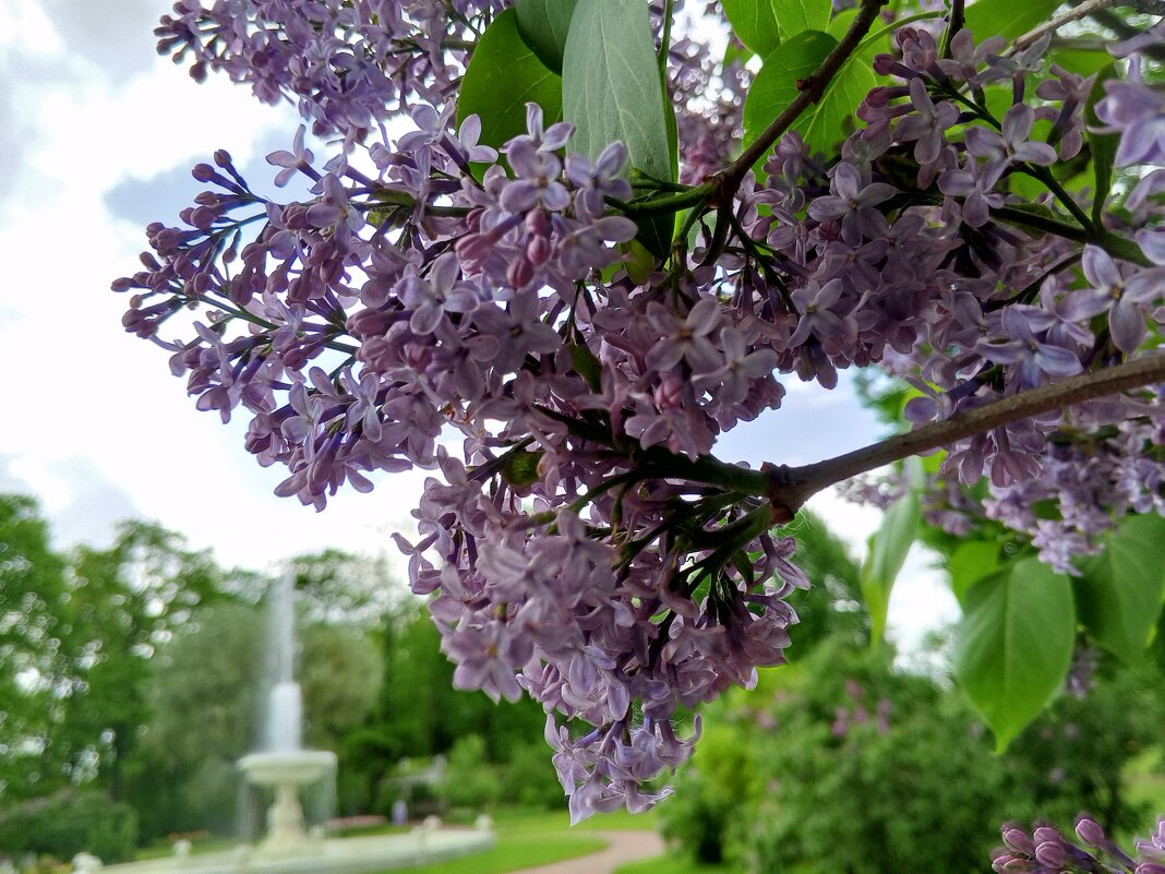 Сирень - Сапсан 