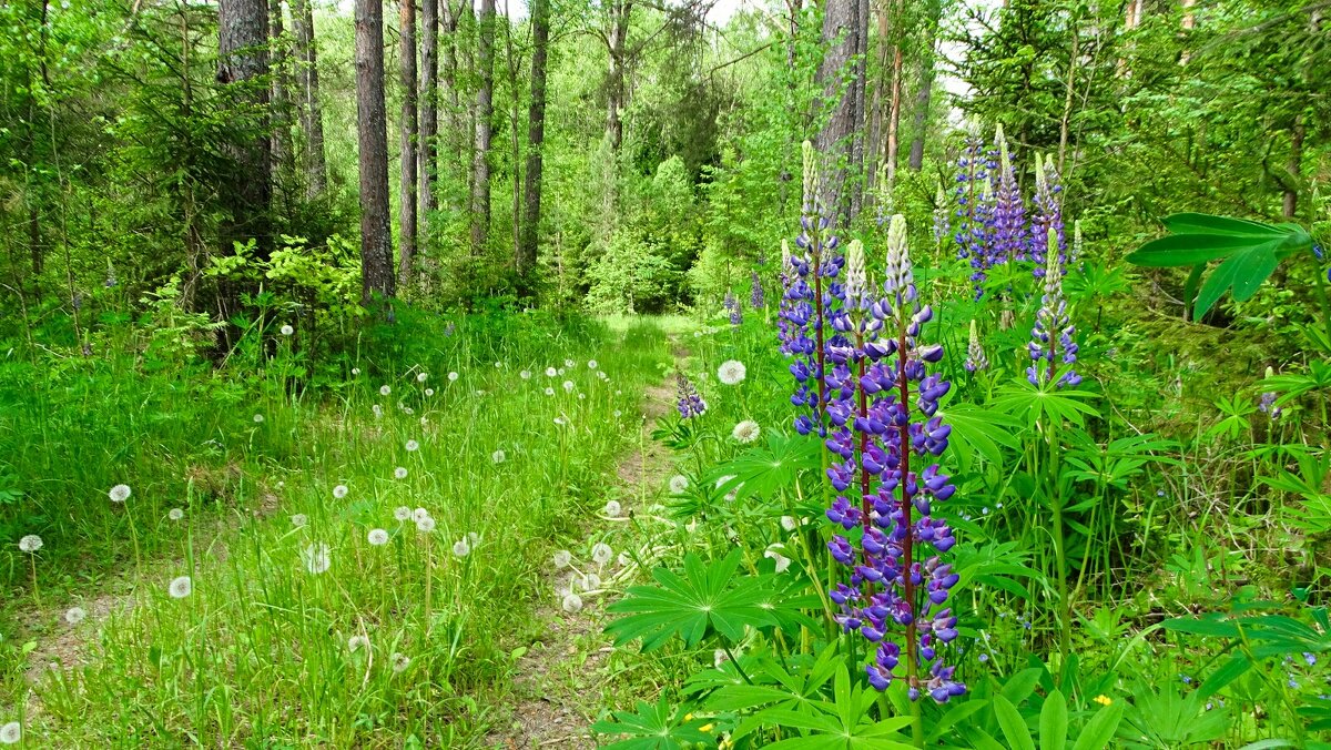 Природа за один день до лета. - Милешкин Владимир Алексеевич Природа за один день до лета. - Милешкин Владимир Алексеевич