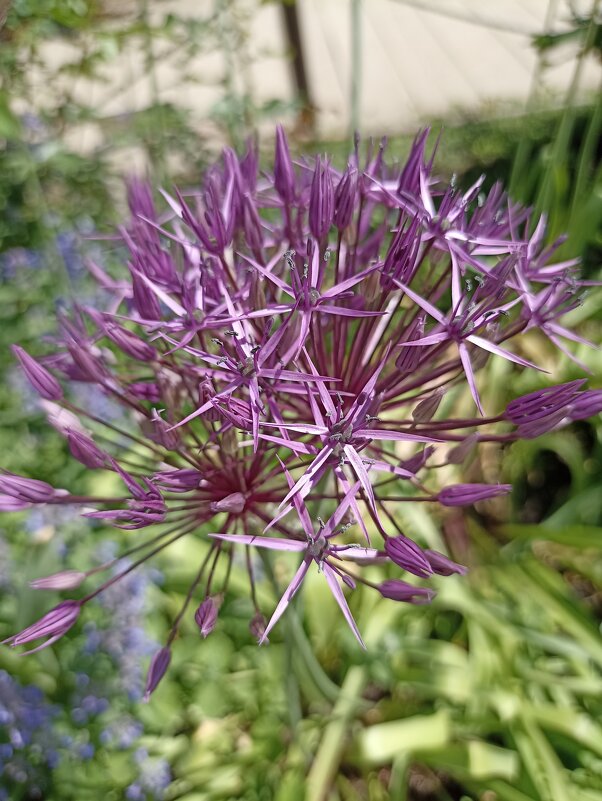 Звездчатое лето - Pippa 