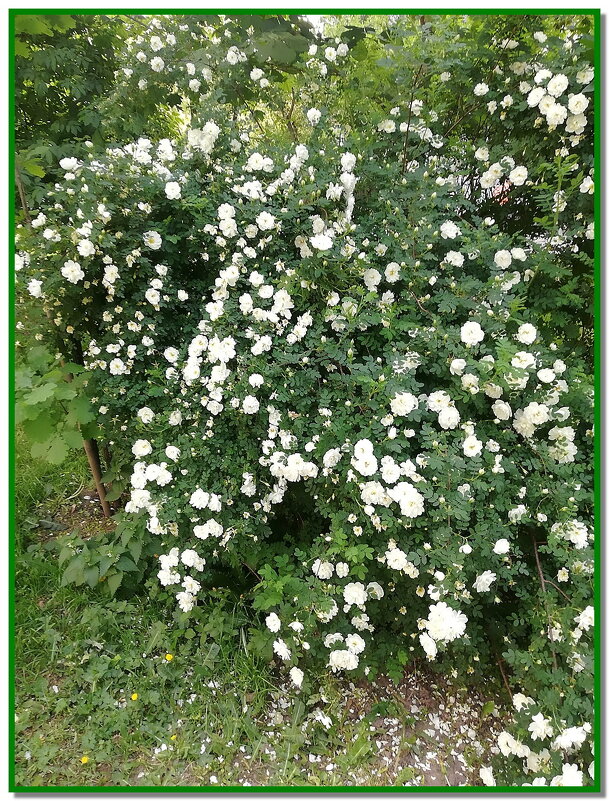 Цветы у дома. - Ольга Довженко