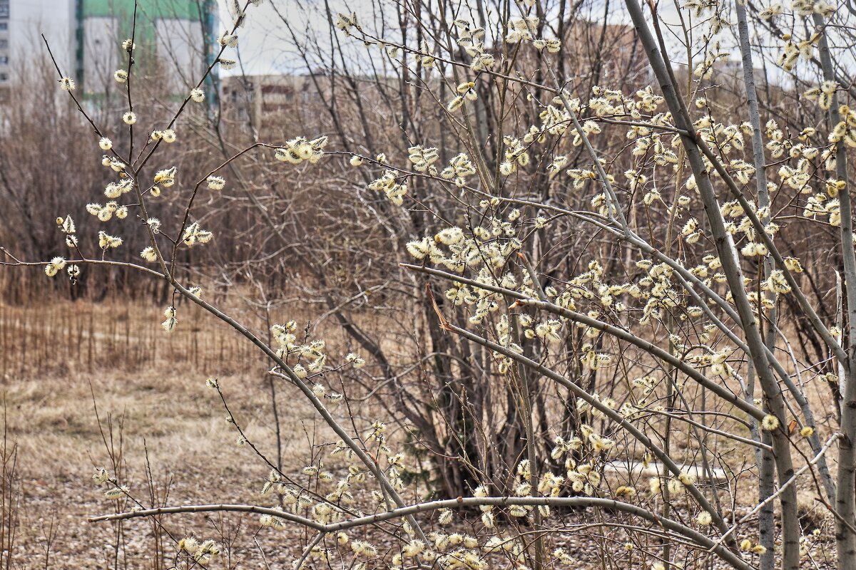 Май...Цветет верба у реки! - Владимир 